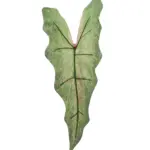 Kunst Syngoniumblad Groen met donkergroene tinten en lichtroze spikkels op steel.