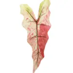 Kunst Syngoniumblad Rood met zachte roodtinten, groene accenten en spits toelopend op steel.