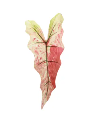 Kunst Syngoniumblad Rood met zachte roodtinten, groene accenten en spits toelopend op steel.