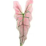 Kunst Syngoniumblad Roze met zachtroze blad en groene nerf op buigzame steel.
