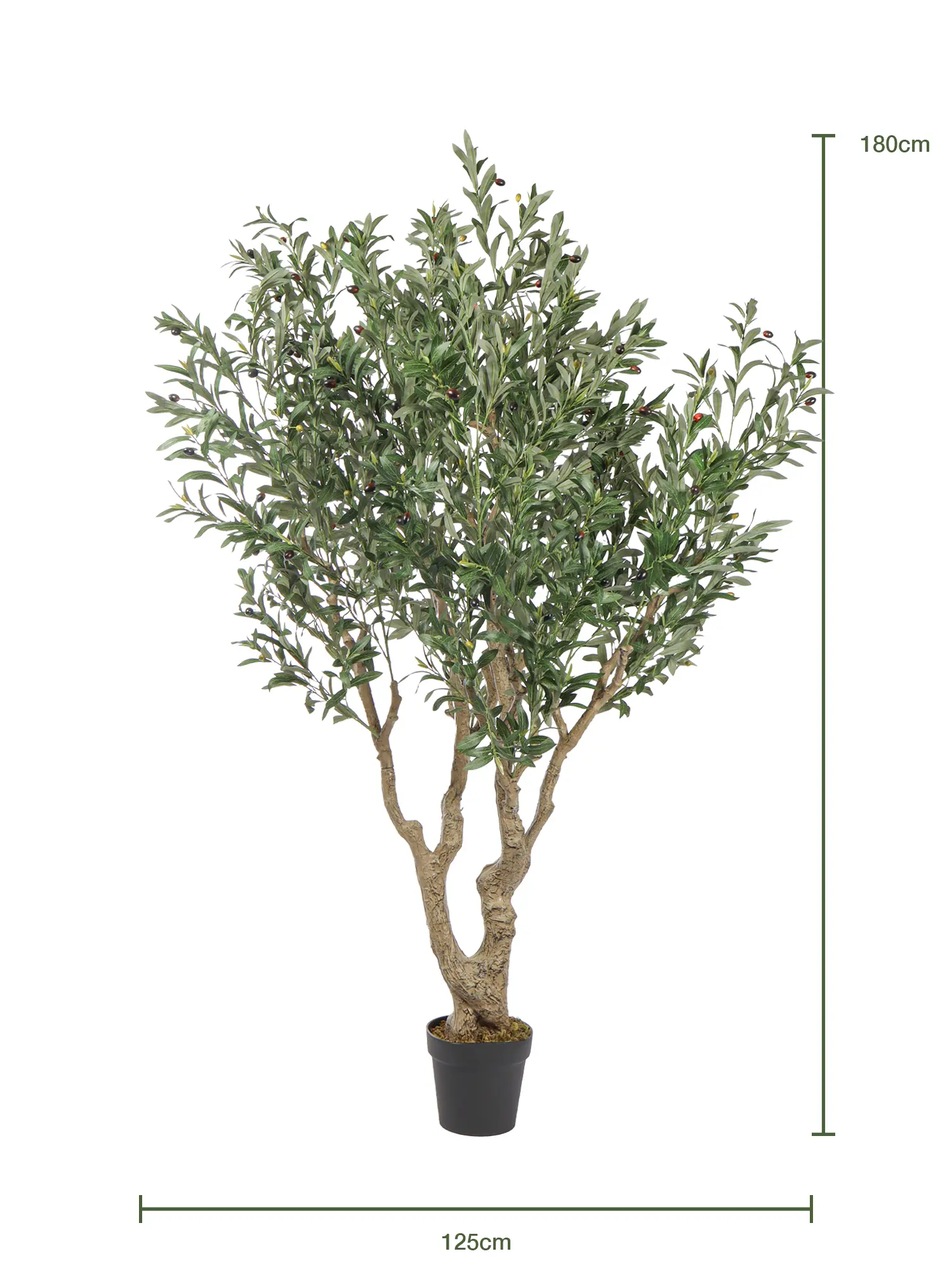 Grote nep olijfboom met grillige stam