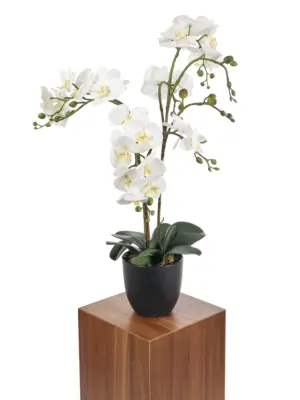 Kunstplant orchidee wit 70cm met drie stammen en grote witte bloemen.