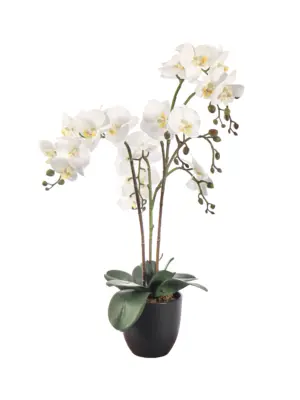 Kunstplant orchidee wit 70cm met drie stammen en grote witte bloemen.