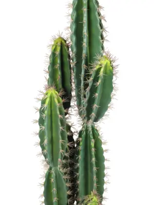 Grote kunstcactus La Paz 160cm – hoogwaardige kunstplant met vaalgroene kleur en natuurlijke afwerking