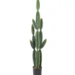 Grote Kunst cactus La Paz