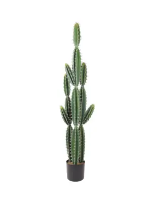 Grote Kunst cactus La Paz
