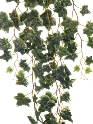 Klimop Hangplant Bont 110cm met wit-groene nuances