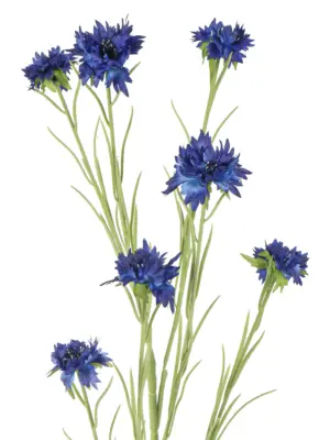 Kunst Korenbloem Donkerblauw in vaas.