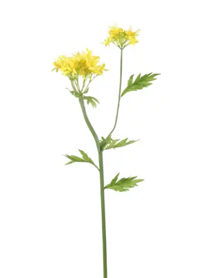 https://kunstpalm.nl/kunst-groendecoratie/kunstbloemen/